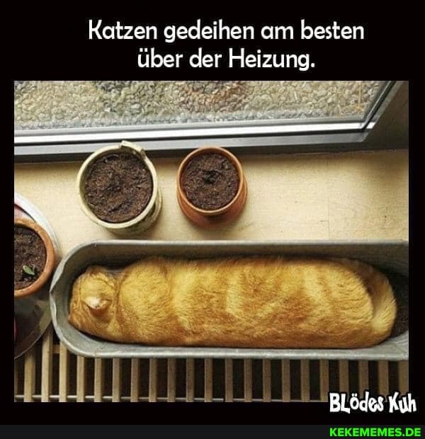 Katzen gedeihen am besten über der Heizung.
-----n
Blödes Kah