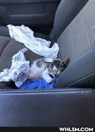 cat, advice_animals, newkitten