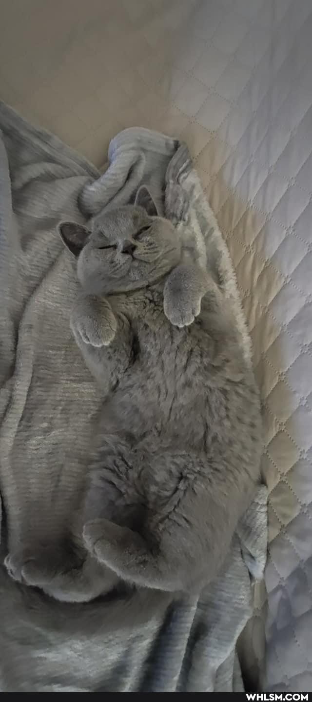 funny, cat, cats, love
