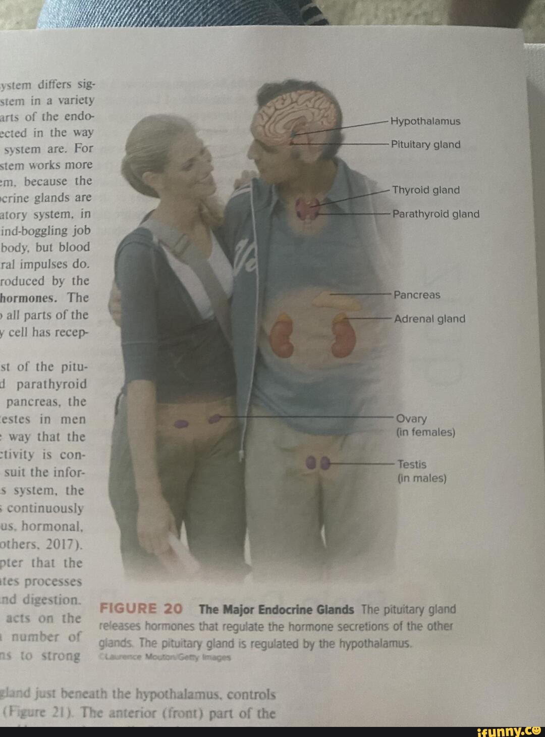 ystem differs sig- stem in a variety arts of the endo- ected in the way system are. For stem works more
-m, because the rine glands are atory system, in ind-boggling job body, but blood ral impulses do.
roduced by the hormones. The all parts of the y cell has recep-
st of the pitu- d parathyroid pancreas, the estes in men way that the
'tivity is con- suit the infor- system, the continuously us, hormonal, others, 2017).
pter that the ites processes
nd digestion
FIGURE 20
reeas
the hypothalamus, controls
rior (front) part of the
Hypothalamus
Pituitary gland
Thyroid gland
'Parathyroid gland
Ovary
{in females)
Testis
{in males)
The Major Endocrine Glands The pituitary gland ses hormones that regulate the hormone secretions of the other s. The pituitary gland is regulated by the hypothalamus.