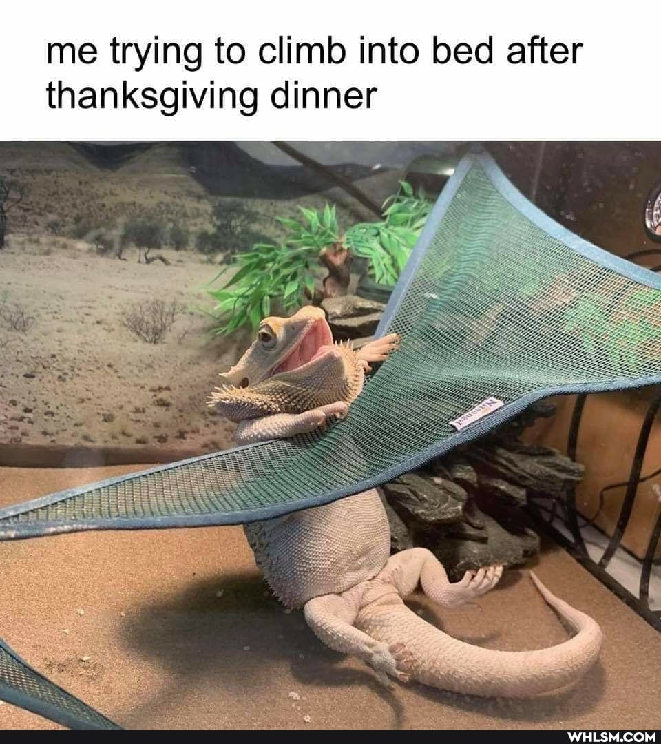 me trying to climb into bed after thanksgiving dinner