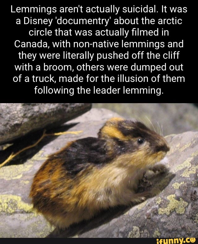 Lemmings aren't actually suicidal. It was a Disney 'documentry' about the  arctic circle that was