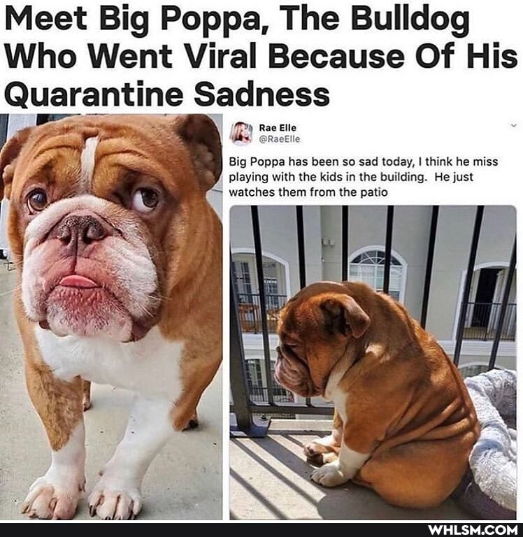 Meet Big Poppa, The Bulldog
Who Went Viral Because Of His
Quarantine Sadness Rae
Ba,
Rae Elle
Big Poppa has been so sad today, I think he miss playing with the kids in the building. He just watches them from the patio