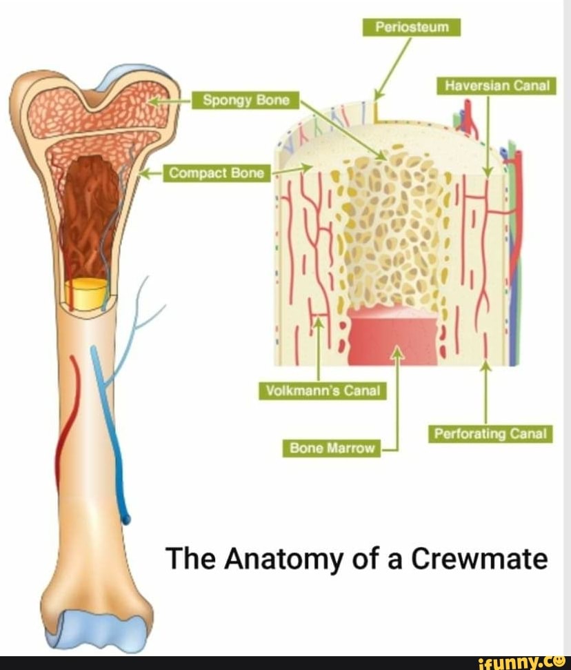 Haversian Canal Volkmann's Canal ng The Anatomy of a Crewmate - iFunny ...