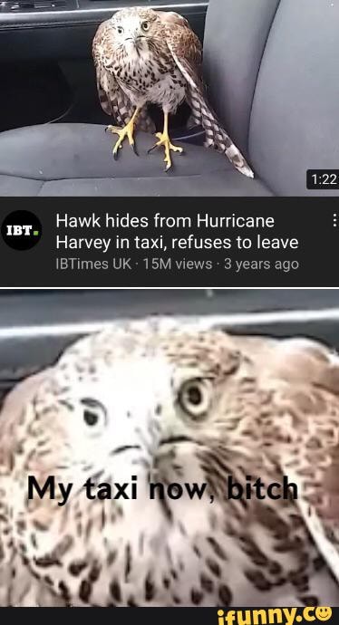 Hawk hides from Hurricane
Harvey in taxi, refuses to leave