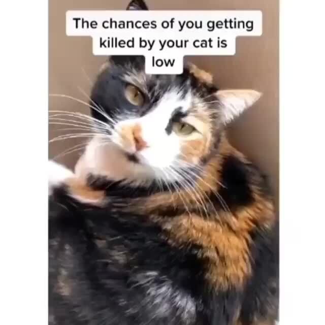 The chances of you getting killed by your cat is iFunny )