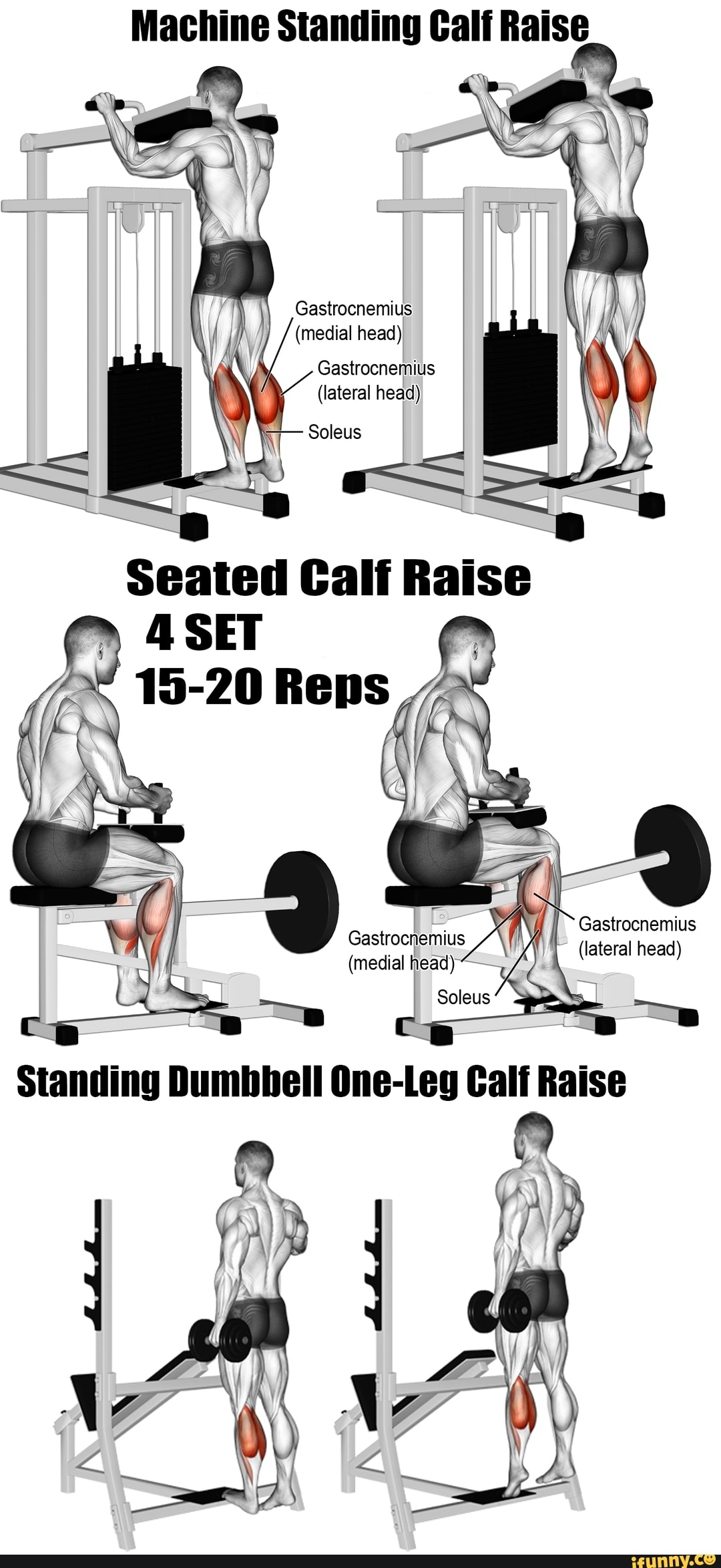 Machine Standing Calf Raise (medial head) Gastrocnemius medial head ...