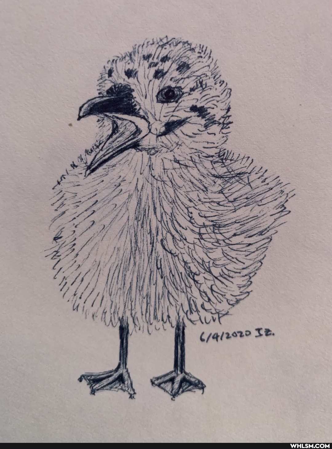 art, sketch, sketchdaily, seagull, baby_animals
