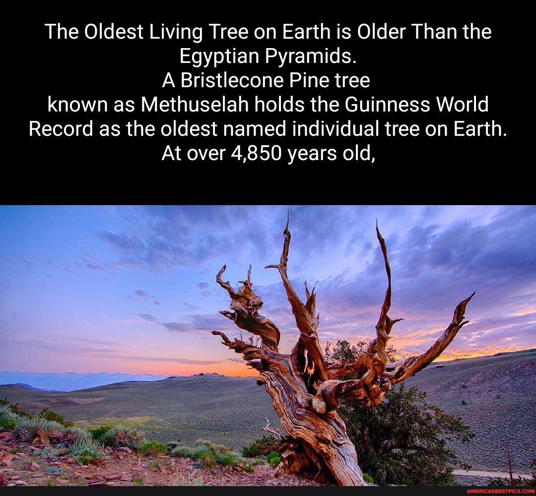 The Oldest Living Tree On Earth Is Older Than The Egyptian Pyramids A Bristlecone Pine Tree 5803