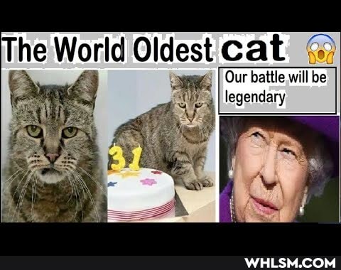 he World Oldest cat
Our battle will be
I legendary
