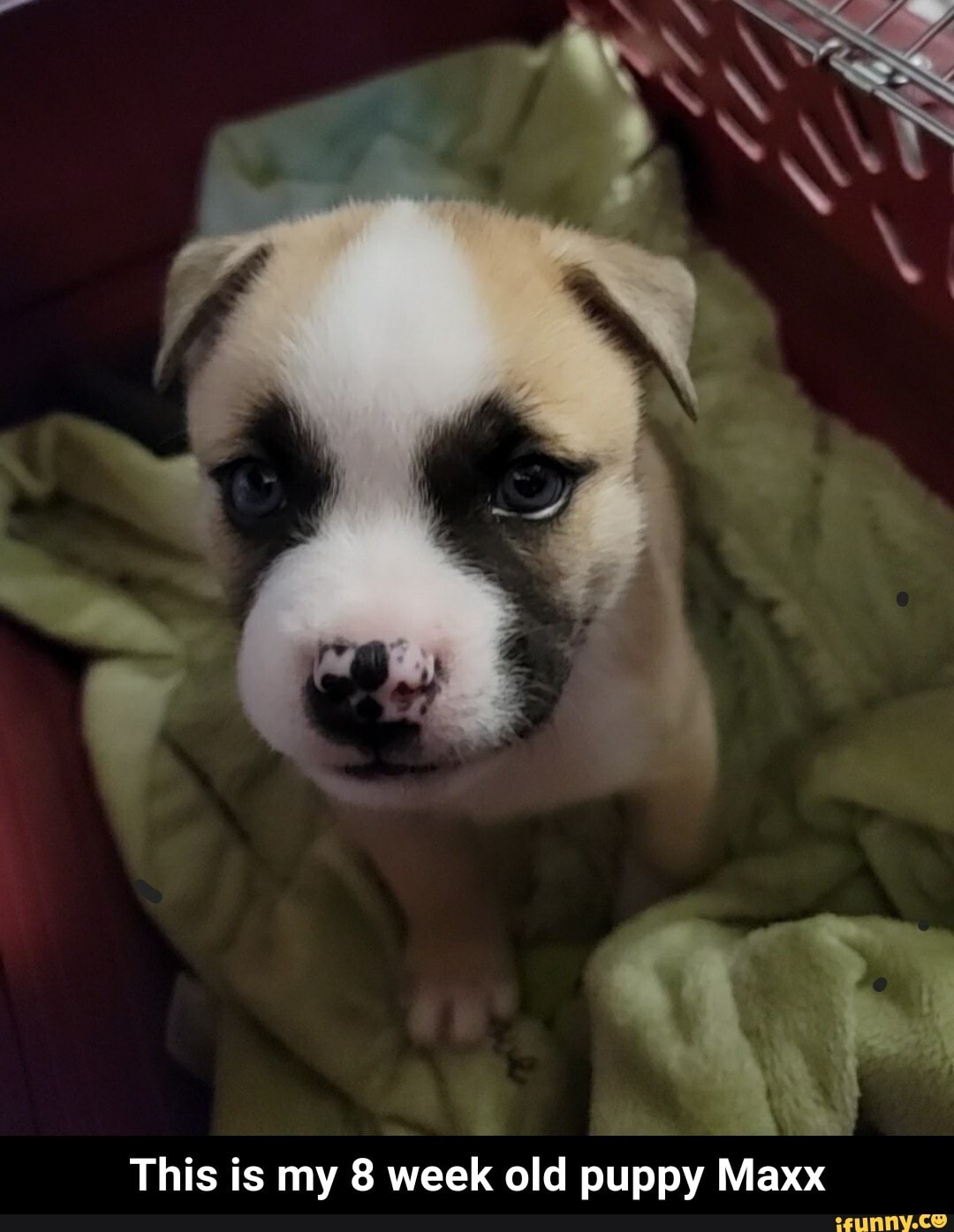 This is my 8 week old puppy Maxx - This is my 8 week old puppy Maxx