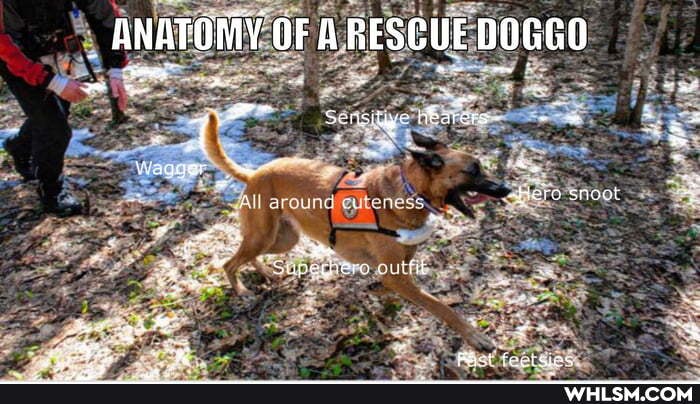 ANATOMY OF A RESCUE DOGGO