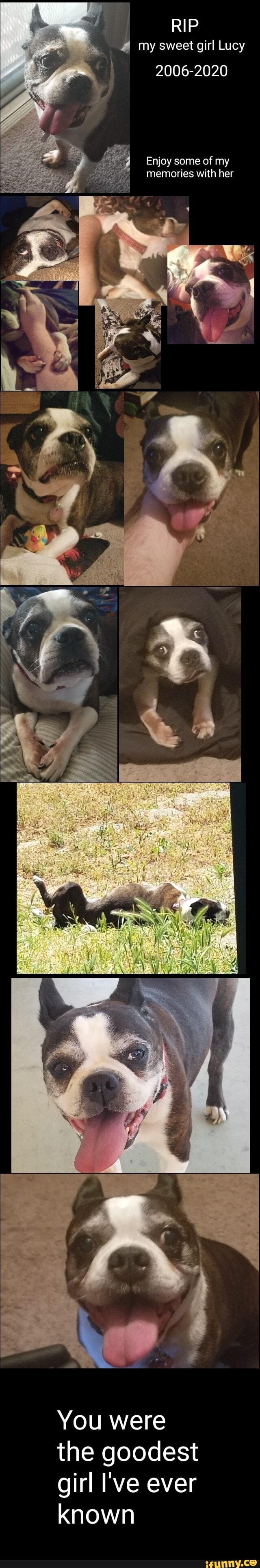 RIP my sweet girl Lucy
2006-2020
Enjoy some of my memories with her
You were the goodest girl I've ever known