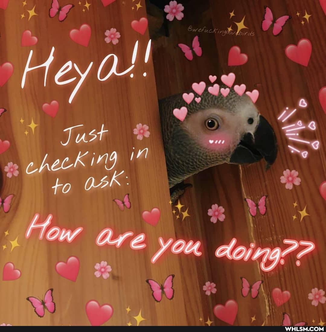 ge
% I I x of
He v@
Just ehecking to
How are
doing??? te