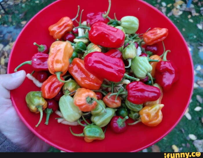 Chili_pepper memes. Best Collection of funny Chili_pepper pictures on