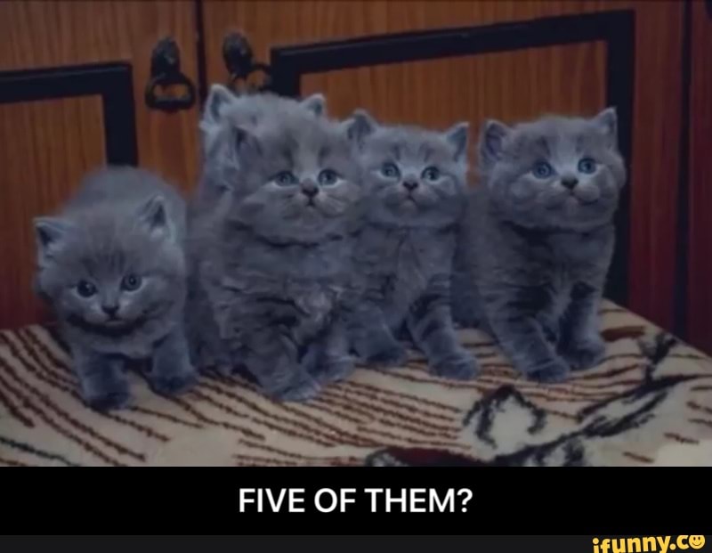 FIVE OF THEM? - FIVE OF THEM?