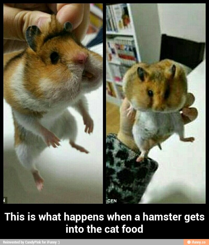 This is what happens when a hamster gets into the cat food This is