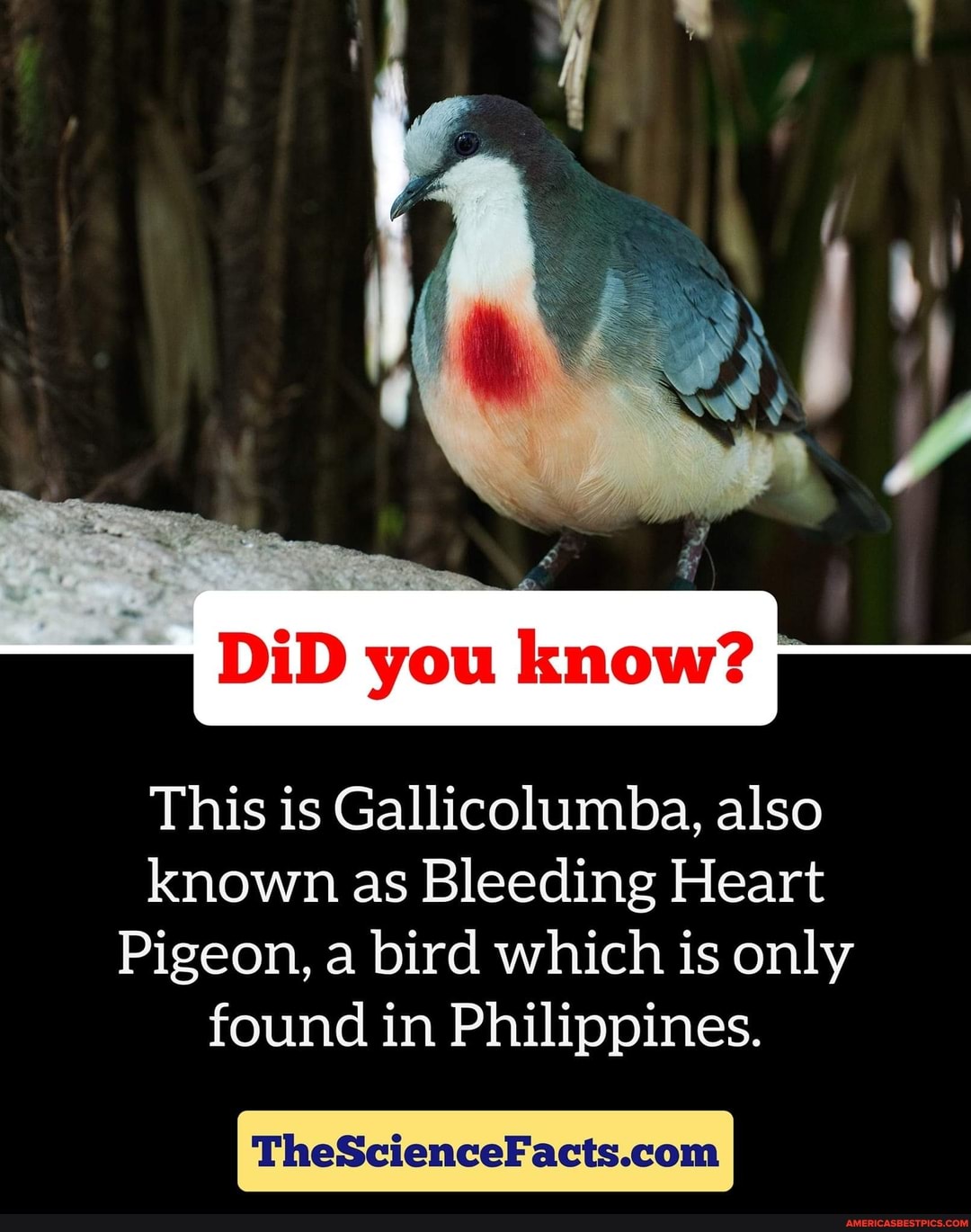 DiD you know?
This is Gallicolumba, also known as Bleeding Heart
Pigeon, a bird which is only found in Philippines.
he