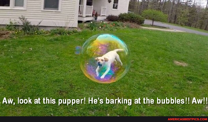 Aw, look at this pupper! He's barking at the bubbles!! Aw! - America’s ...