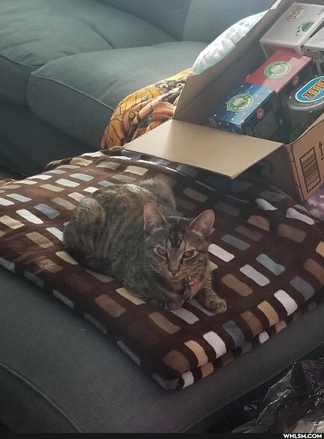cat, aww, kitten
