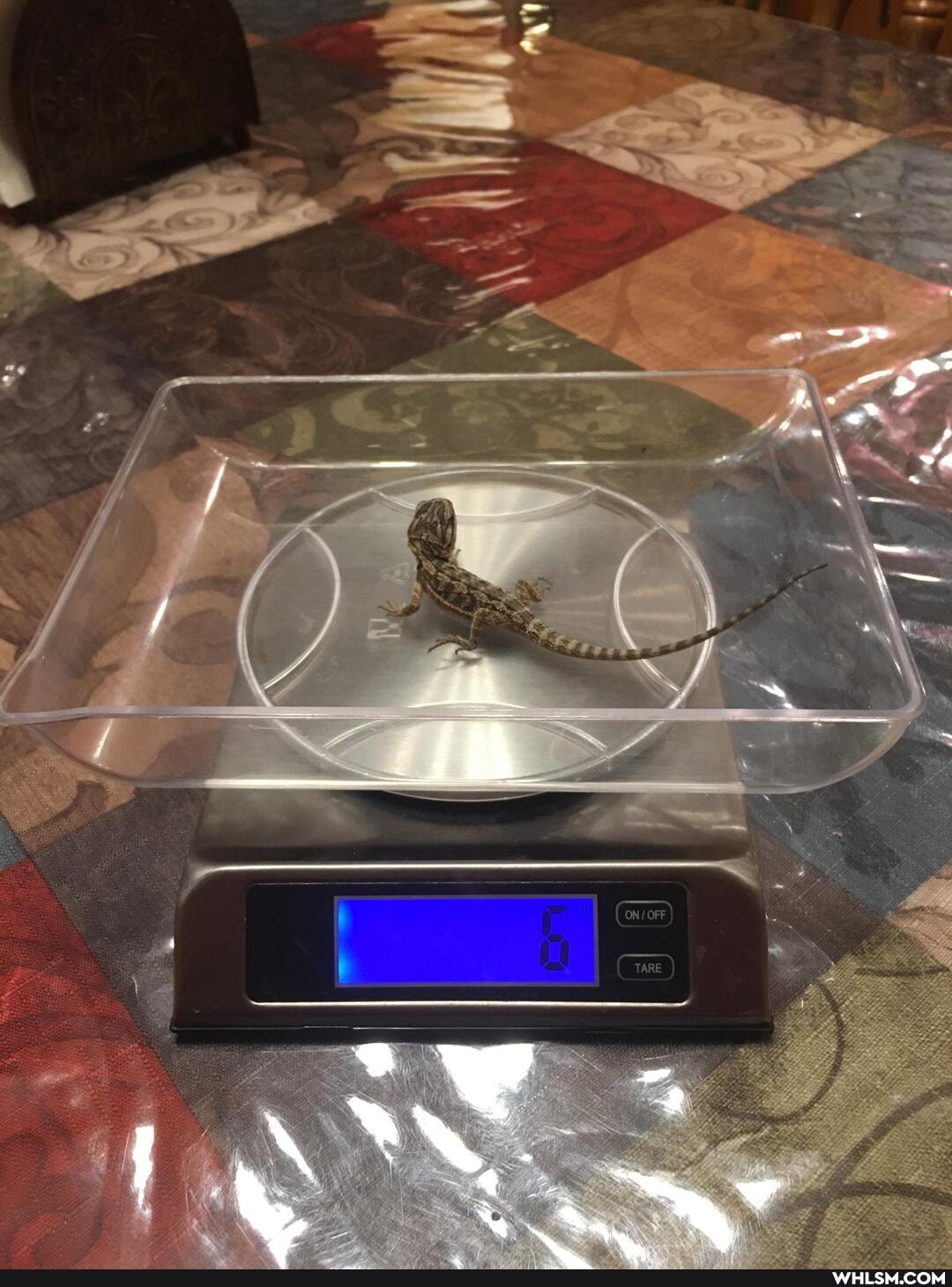 beardie, reptiles, bearded_dragon, baby_animals