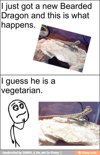 I just got a new Bearded
Dragon and this is what
happens. 5
I guess he is a
vegetarian.