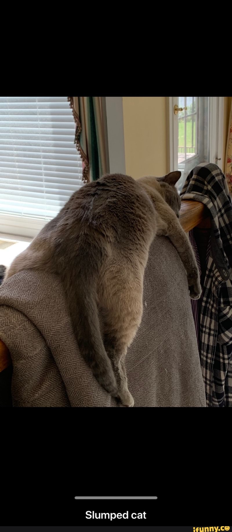 Slumped cat