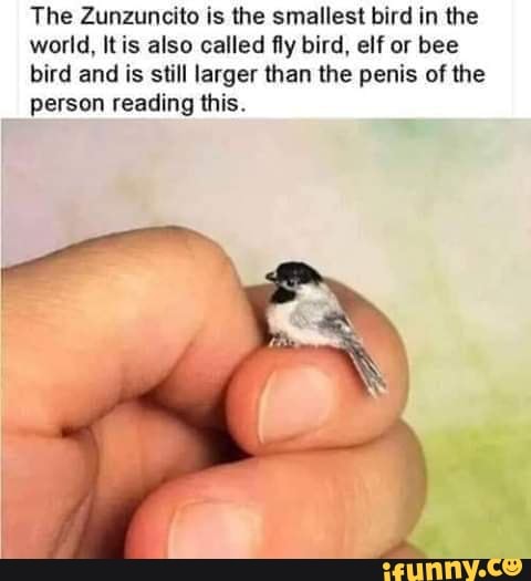 The Zunzuncito is the smallest bird in the
world, It is also called fly bird, elf or bee
bird and is still larger than the penis of the
person reading this.