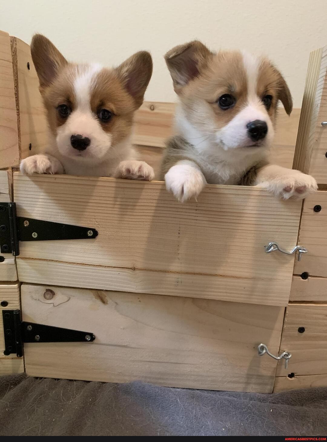 corgi_puppy, corgi, baby_animals, cuteness_overload, national_puppy_day