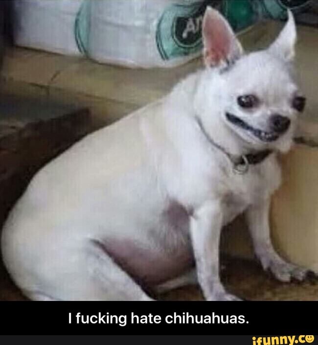 i hate chihuahuas