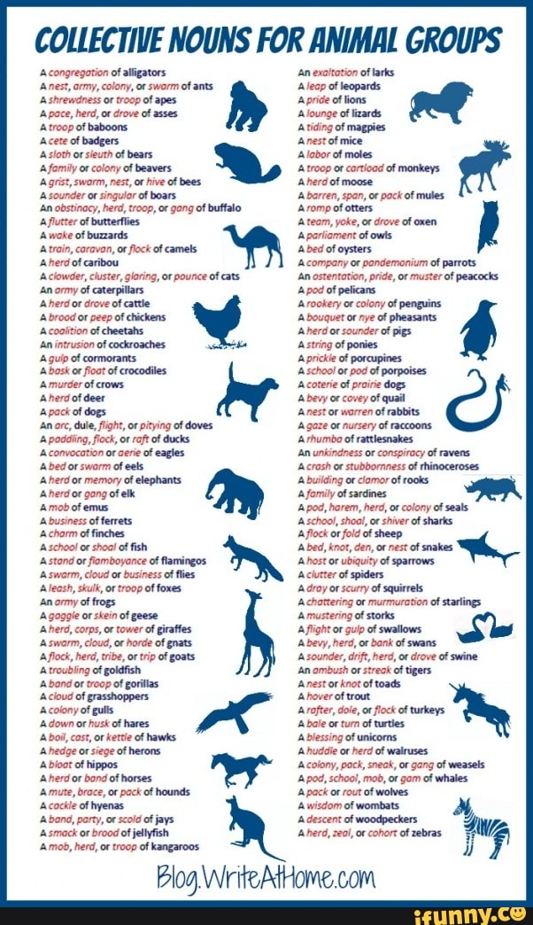 COLLECTIVE NOUNS FOR ANIMAL GROUPS A.congregation of alligators Anest