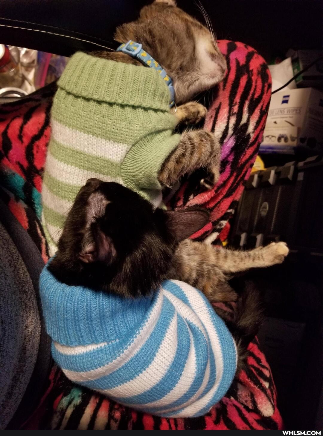 cat, aww, kitten