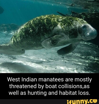 West Indian manatees are mostly threatened by boat collisions,as well