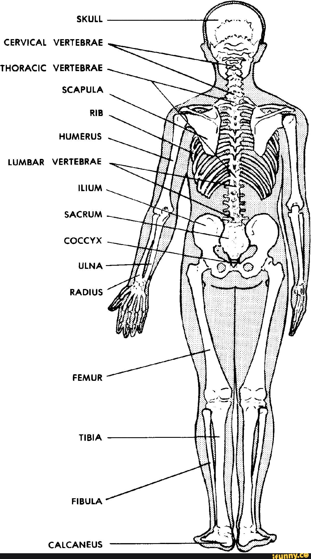 skull-cervical-vertebrae-thoracic-vertebrae-scapula-rib-humerus-lumbar