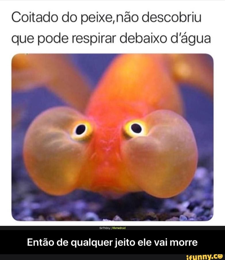 Coitado do peixe,não descobriu
que pode respirar debaixo d'água
Então de qualquer jeito ele vai morre - Então de qualquer jeito ele vai morre