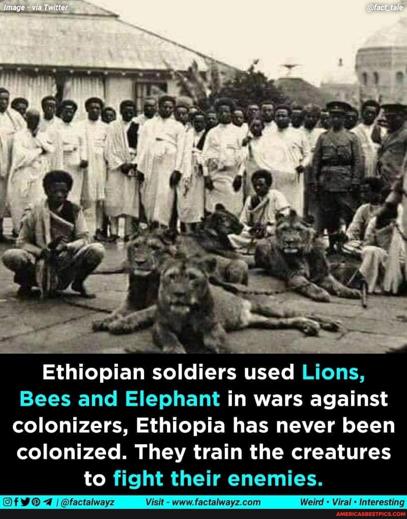 Image via Twitter Ethiopian soldiers used Lions, Bees and Elephant in ...