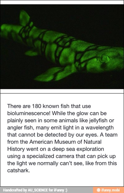 There are 180 known fish that use
bioluminescence! While the glow can be
plainly seen in some animals like jellyfish or
angler fish, many emit light in a wavelength
that cannot be detected by our eyes. A team
from the American Museum of Natural
History went on a deep sea exploration
using a specialized camera that can pick up
the light we normally can't see, like from this
