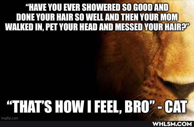 "HAVE YOU EVER SHOWERED SO GOOD AND DONE YOUR HAIR SO WELL AND THEN YOUR MOM WALKED IN, PET YOUR HEAD AND MESSED YOUR HAIR?"
"THAT'S HOW FEEL, BRO" - CAT