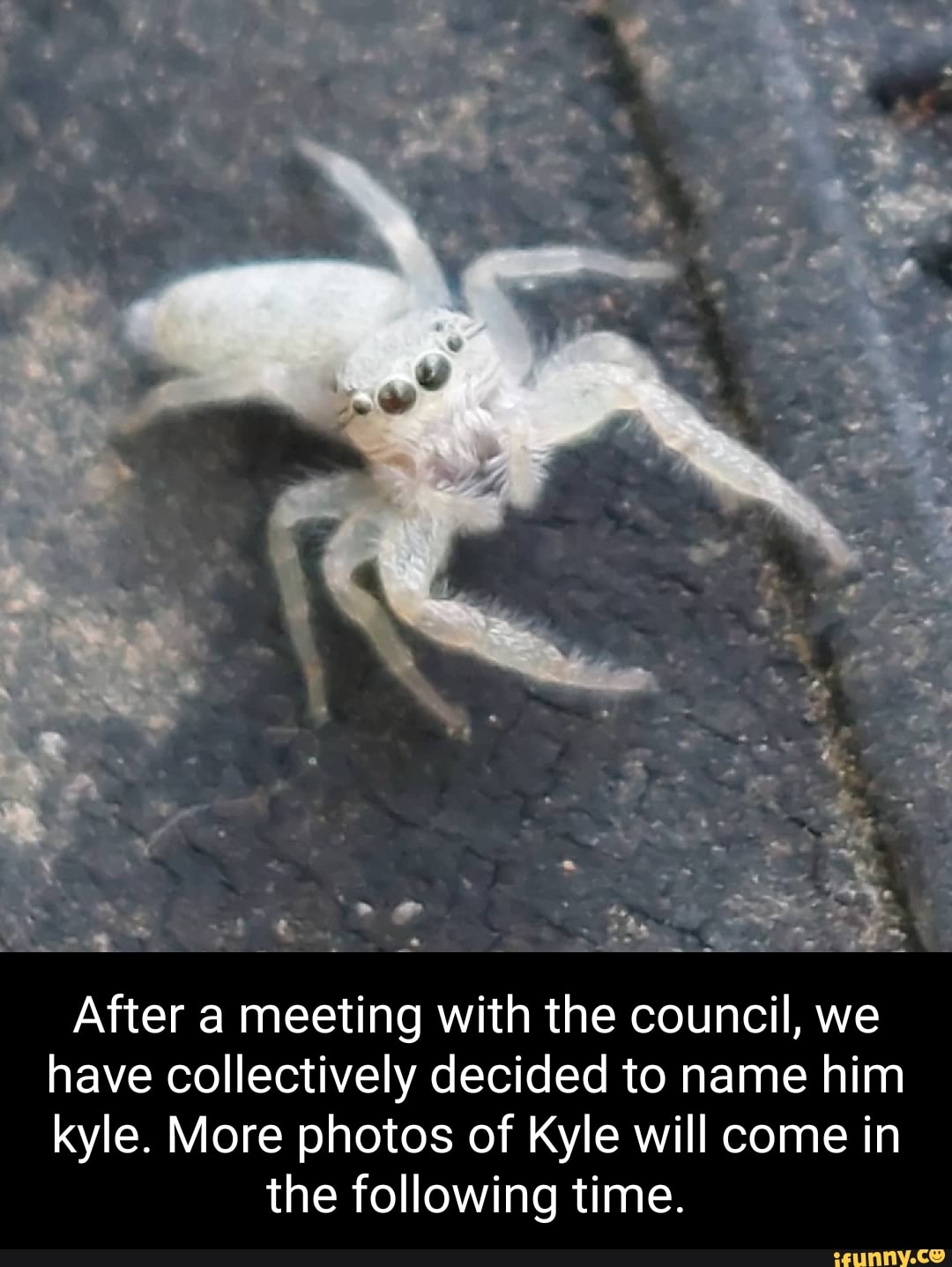 After a meeting with the council, we have collectively decided to name him kyle. More photos of Kyle will come in
the following time.