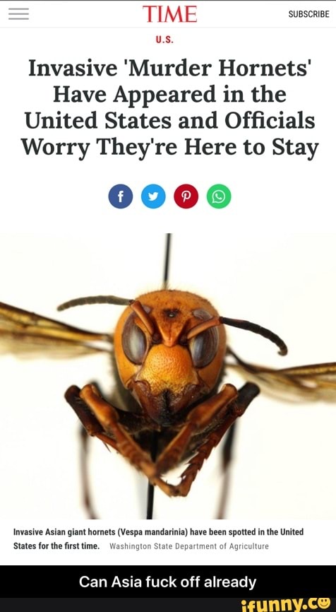 Invasive 'Murder Hornets'
Have Appeared in the
United States and Officials
Worry They're Here to Stay
00009
Invasive Asian giant homets (Vespa mandarinia) have been spotted in the United
'States forthe first time, Washington State Department of
Agriculture
Can Asia fuck off already - Can Asia fuck off already