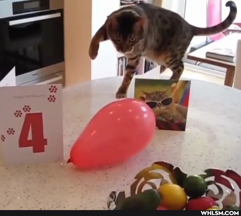 cat, cats, aww, baby_animals