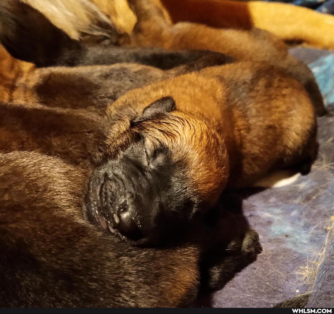 puppy, dog, baby_animals, working_dog, servicedogs