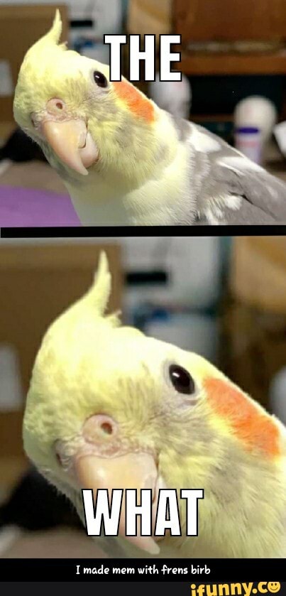 made moni with Frens bir - I made mem with frens birb