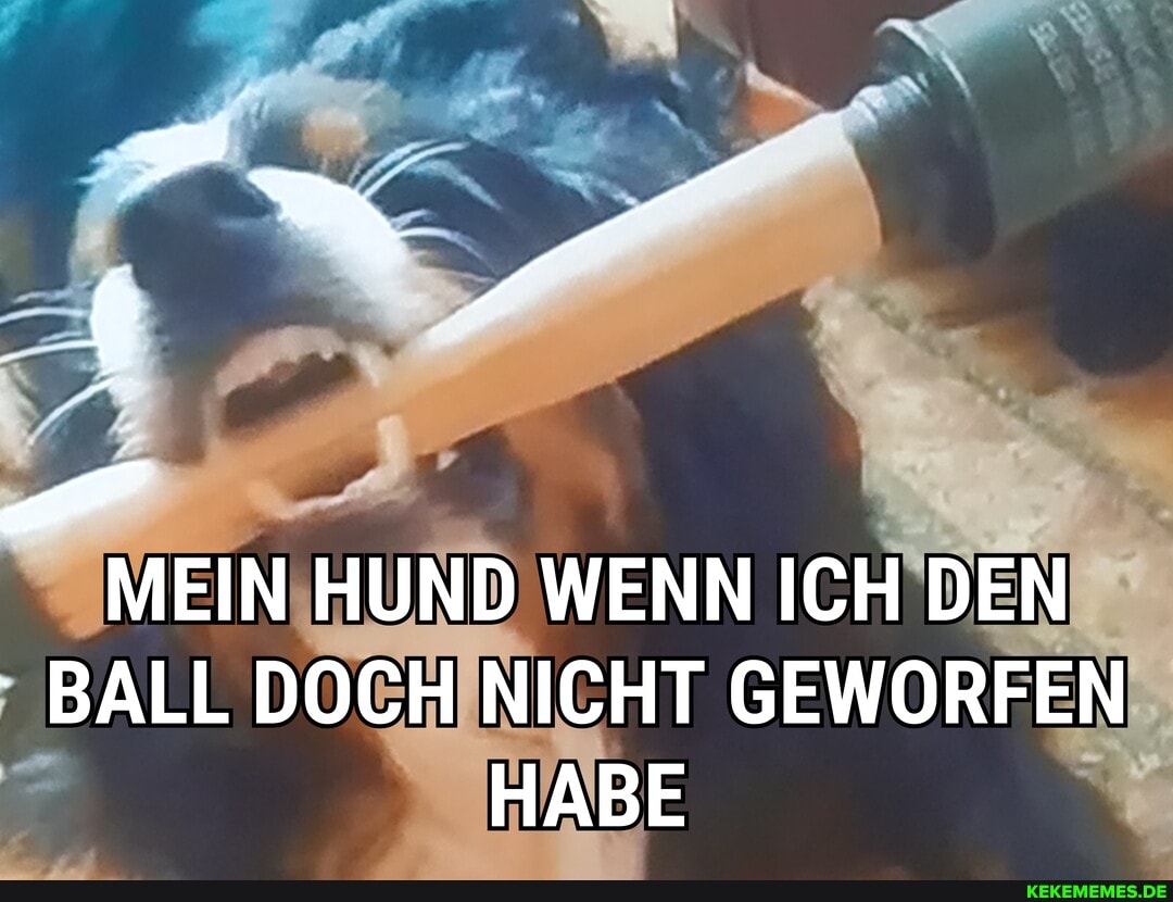 MEIN HUND WENN ICH DEN BALL DOCH NICHT GEWORFEN HABE