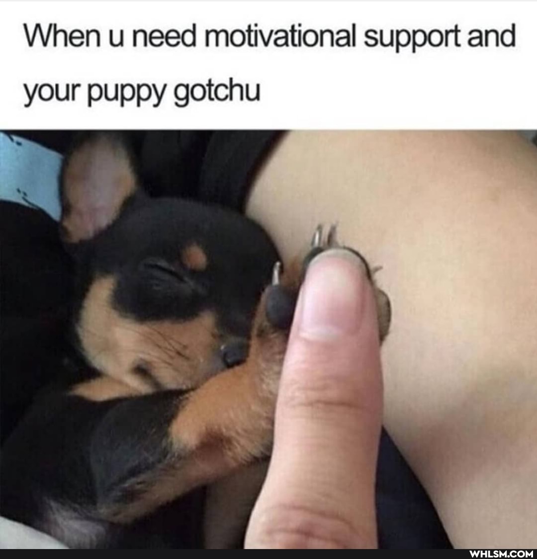 When u need motivational support and
your puppy gotchu