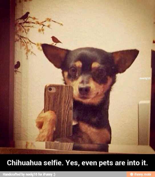 Chihuahua selfie. Yes, even pets are into it. - Chihuahua selfie. Yes, even pets are into it.