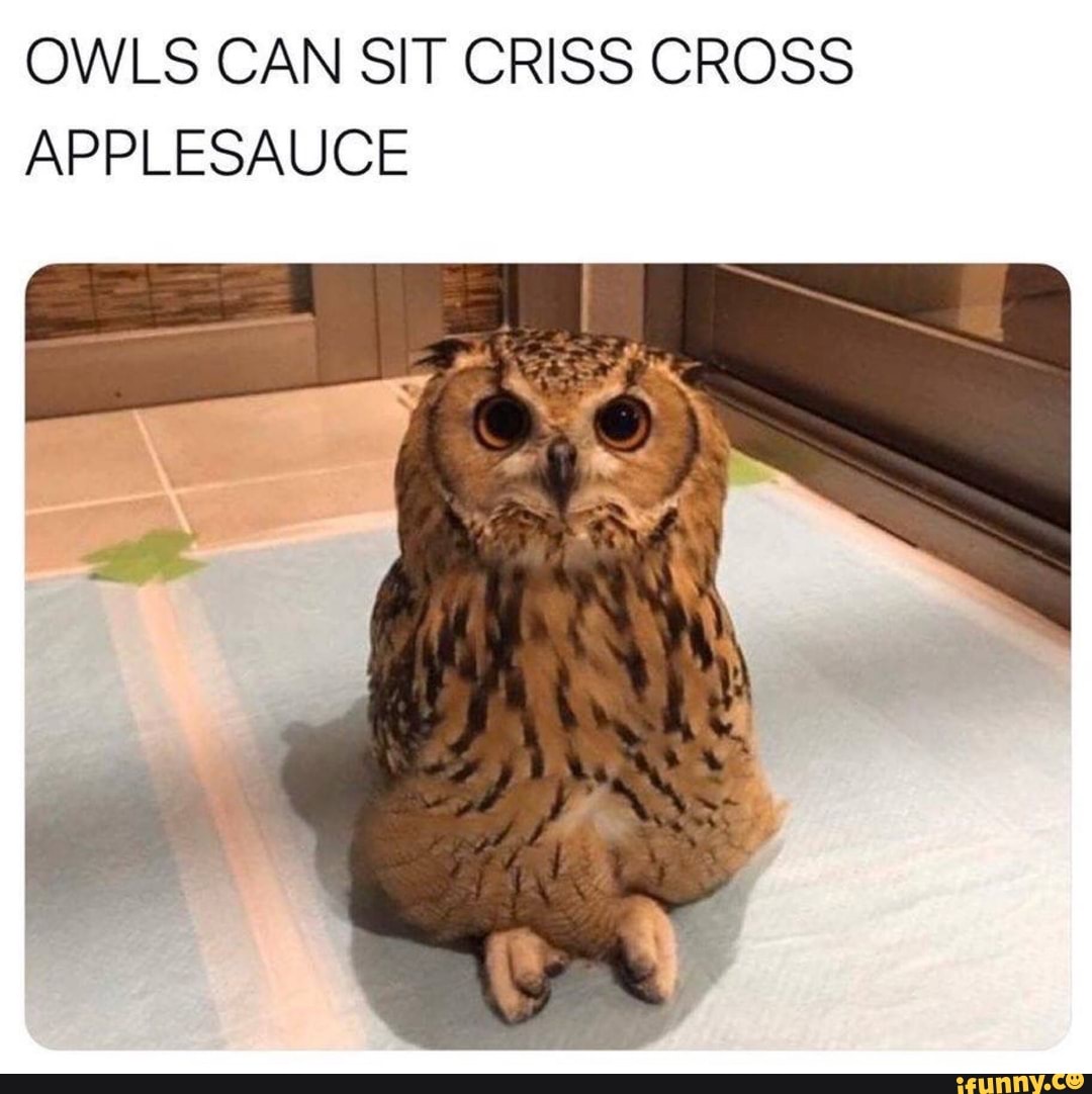 OWLS CAN SIT CRISS CROSS APPLESAUCE iFunny