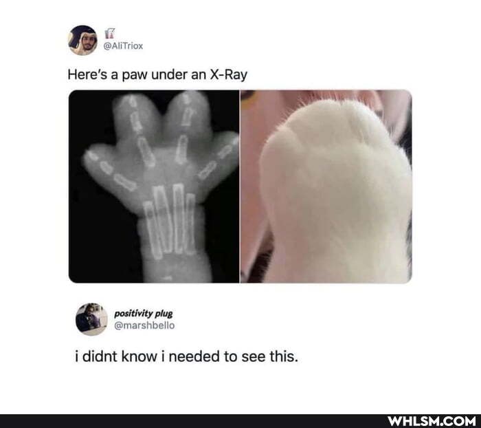 @AliTriox
Here's a paw under an X-Ray
positivity plug
if
i didnt know needed to see this.
