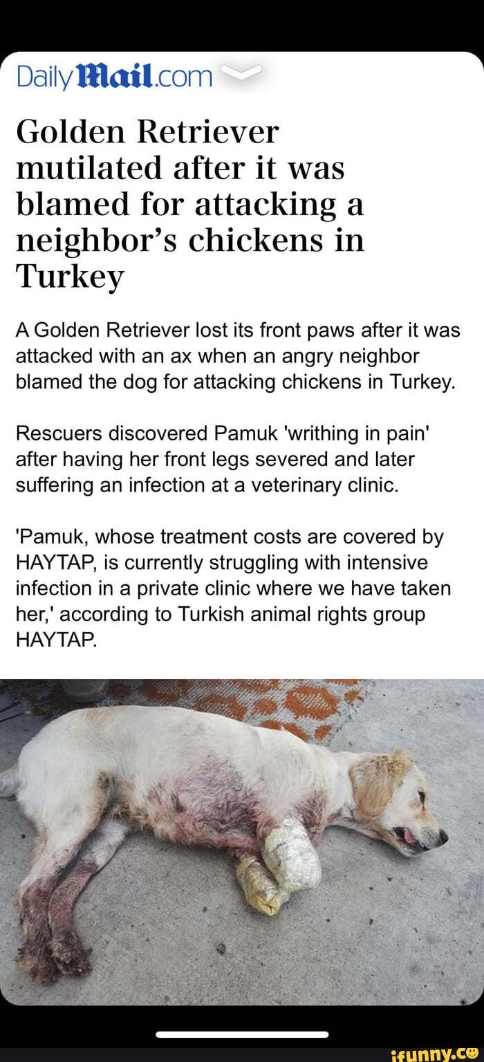 Daily Golden Retriever Mutilated After It Was Blamed For Attacking A Neighbor S Chickens In Turkey A Golden Retriever Lost Its Front Paws After It Was Attacked With An Ax When An Angry