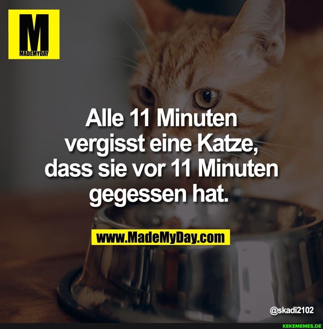 Alle 11 Minuten vergisst eine Katze, dass sie vor 11 Minuten gegessen hat. @skad